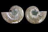 Agatized Ammonite Fossil - Madagascar #145983-1